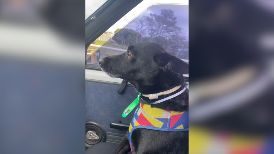 Cão mostra talento e “canta” com tutora