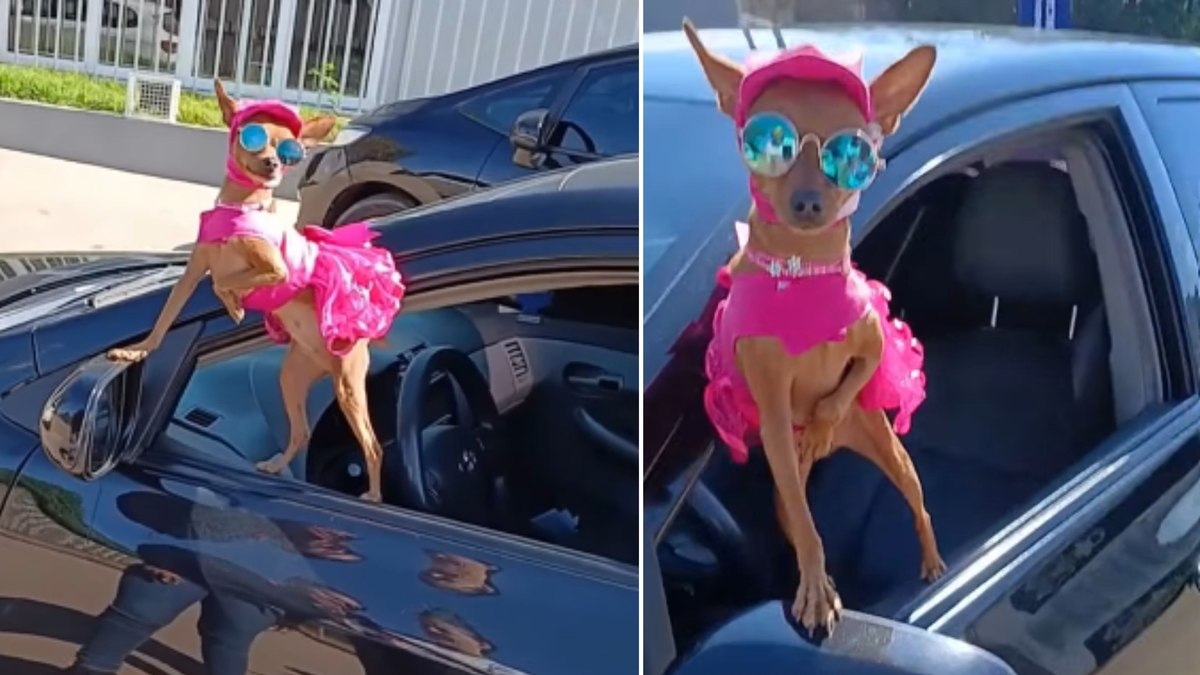 Pinscher encanta ao passear de vestido rosa e óculos escuros