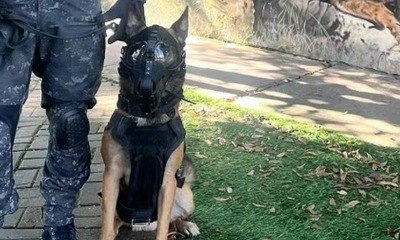 Cão da PM de SP é o 1º a saltar de paraquedas