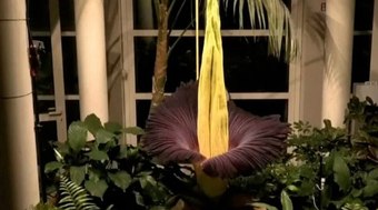 Flor-Cad%C3%A1ver%20floresce%20em%20fen%C3%B4meno%20raro