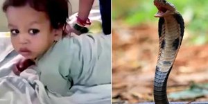 Menino de 2 anos mata cobra com mordida na cabeça