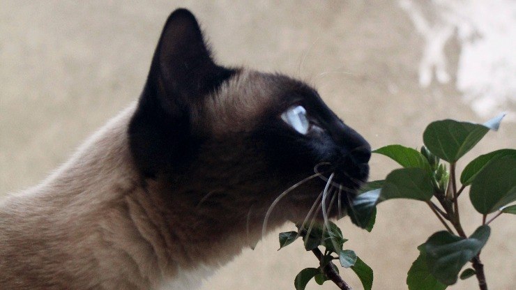 Primavera: cuidados essenciais entre pets, plantas e outros bichos