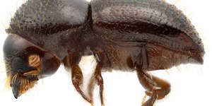 Besouro que mata árvores avança por florestas em todo mundo