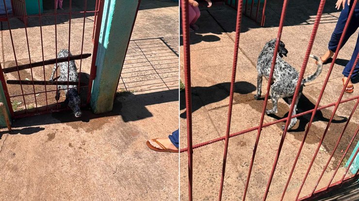 Cachorro é resgatado após ficar preso em grade de portão
