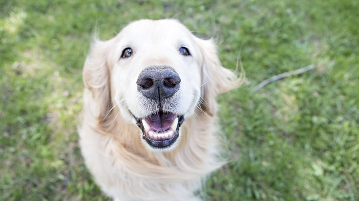 Saúde bucal influencia o bem-estar de cães e gatos; entenda