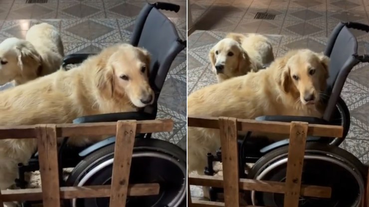 Cachorro%20toma%20posse%20da%20cadeira%20de%20rodas%20e%20se%20recusa%20a%20sair