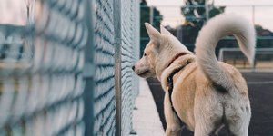 Cão correndo atrás do rabo? Saiba o que esse comportamento pode significar