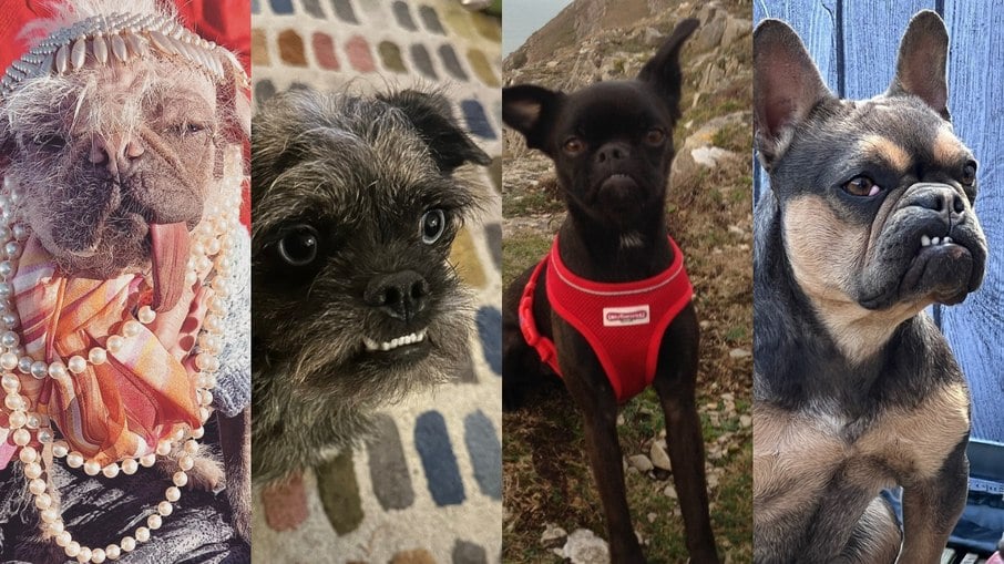 Concurso busca o cachorro mais feio do Reino Unido. Peggy, Roger, Jazz e Marnie são alguns dos finalistas 