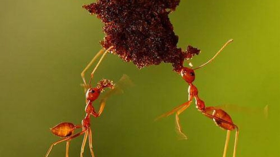 Formigas na natureza, por Andiyan Lutfi