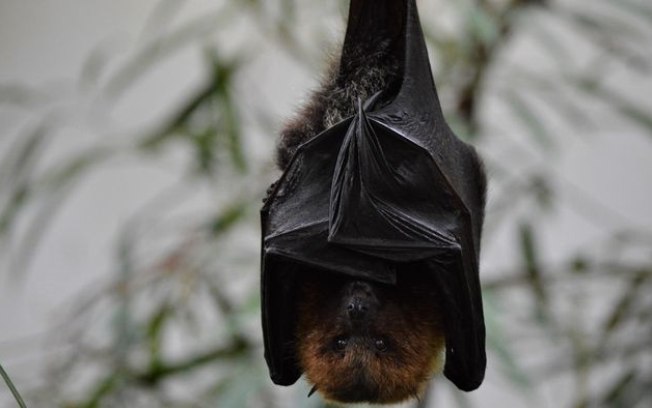 Estes morcegos são os primeiros mamíferos a reproduzir sem penetração