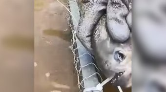 Piranha viraliza ao cortar rede de pesca com os dentes