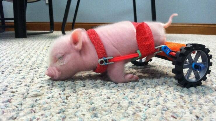 Conheça Chris, o porquinho de cadeira de rodas sensação na web