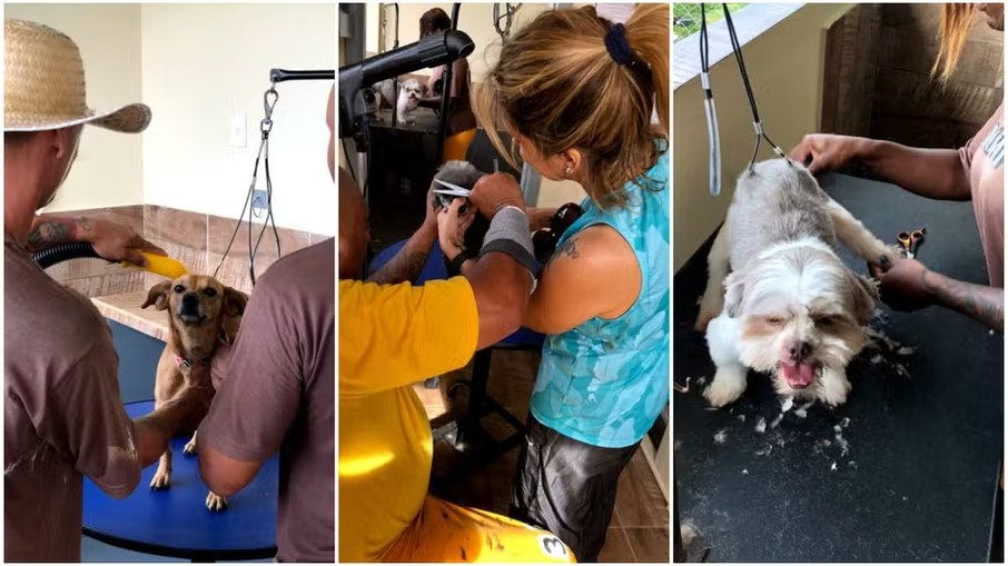 Projeto em SC reabilita detentos com cuidado de cães Projeto em SC reabilita detentos com cuidado de cães