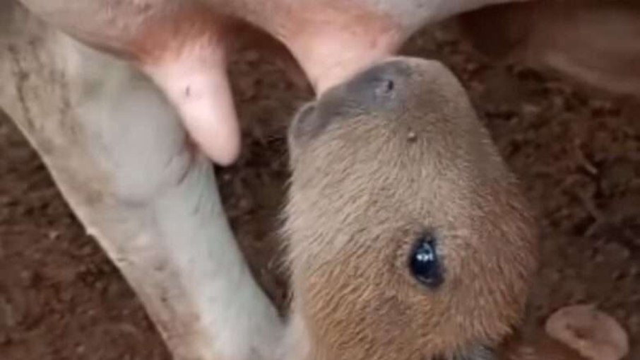 Cena inusitada: filhote de capivara mama em vaca Cena inusitada: filhote de capivara mama em vaca