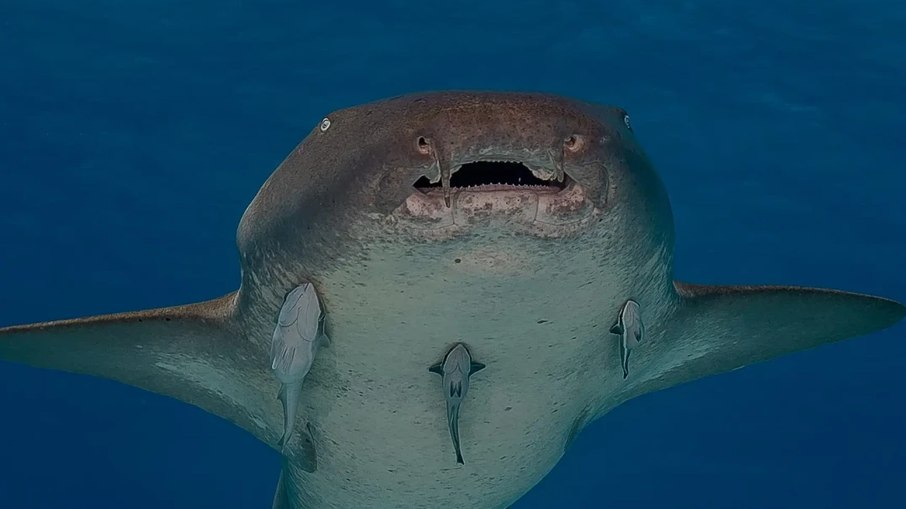 Tubarão-lixa  morde mulher em Fernando de Noronha