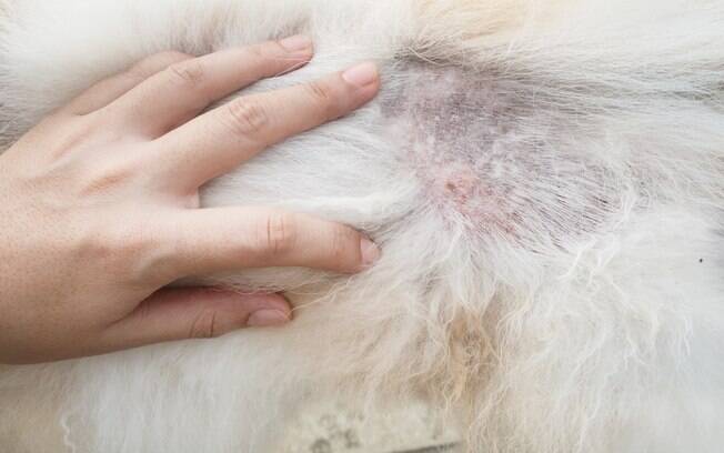 Além de provocar muito coceira, quando esses microrganismos causadores da malassezia canina se proliferam em demasia acabam danificando a pele