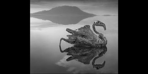 Lago mortal transforma animais em “pedra”