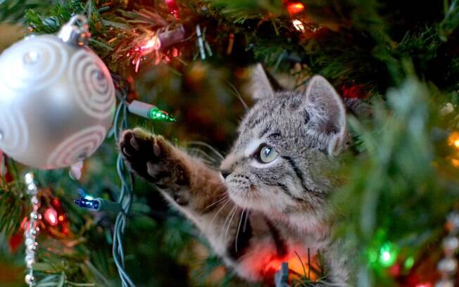 Bolas de vidro na decoração de Natal podem ser perigosas para animais de estimação