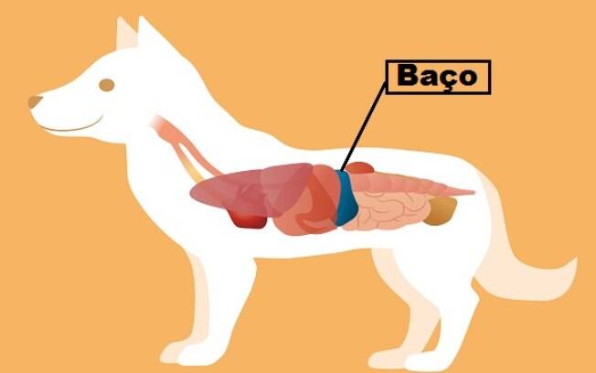 O tumor de baço em cães é algo mais comum do que os donos imaginam 