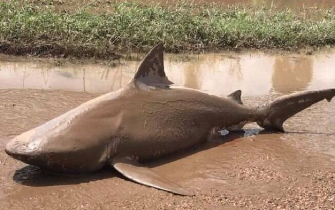 Austrália: tubarão foi encontrado morto e coberto de lama em uma rua de Ayr, um dos locais afetados pelo ciclone