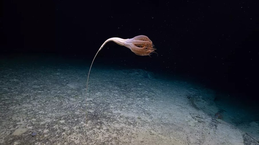 Imagem do possível no gênero de caneta marinha, ou pluma-do-mar, encontrado em gravação por cientista (Foto:  Ocean Exploration Trust, NOAA & Oregon State University/Thurber) Imagem do possível no gênero de caneta marinha, ou pluma-do-mar, encontrado em gravação por cientistas 