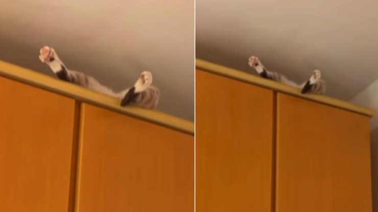 Gato encontra lugar inusitado para tirar uma soneca