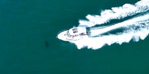 Barco a motor atinge tubarão-branco na Califórnia