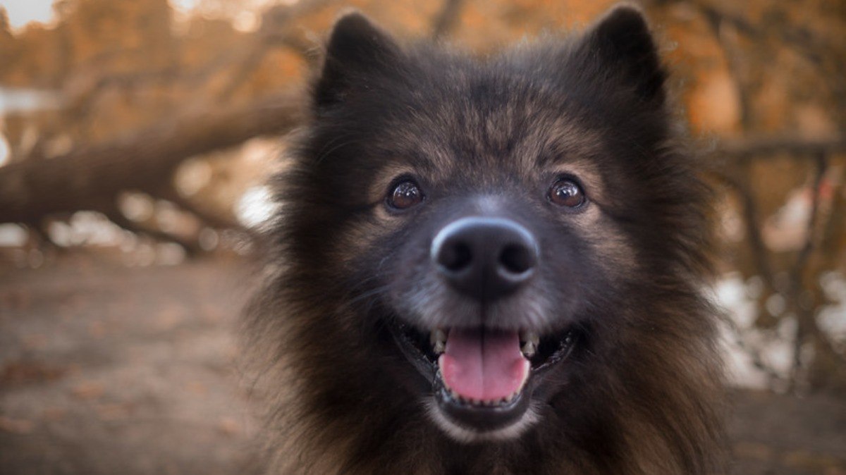 O nome da raça Keeshond tem origem política