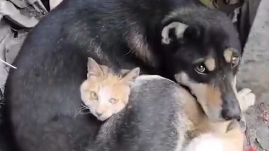 Cão e gato se abraçam para se aquecer