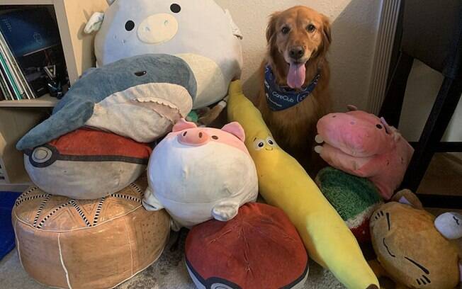 Cão possui coleção de brinquedos