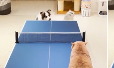 Partida entre gatos e cachorro no pingue-pongue diverte a web