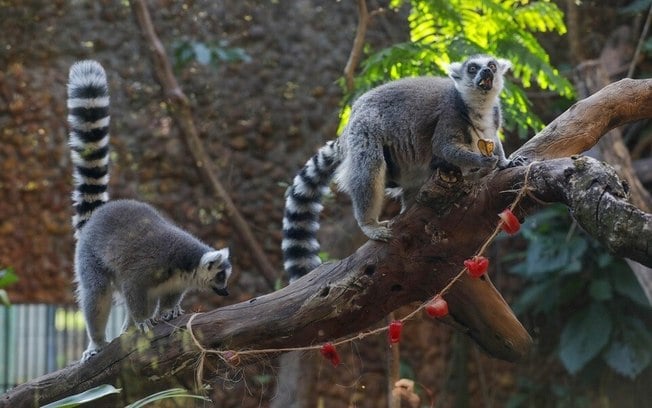 O amor está no Zoo: equipes fazem ações de Dia dos Namorados para animais