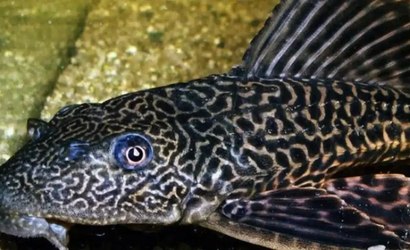 Peixe gigante é capturado com as mãos no Amazonas