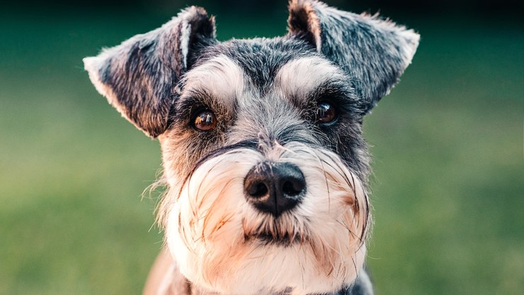 Guia de Raças: conheça o Schnauzer, o popular cão de 'barba e bigode'