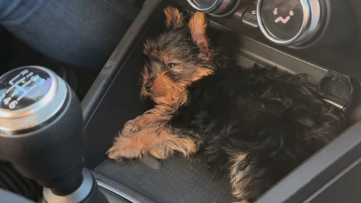 Yorkshire encontra lugar inusitado para descansar dentro do carro