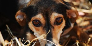‘Animais também sofrem de ansiedade, você sabia?’