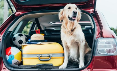 Cuidados essenciais para viajar com pets durante as férias