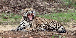 Onça-pintada mata égua e ataca trabalhador rural em Rondônia