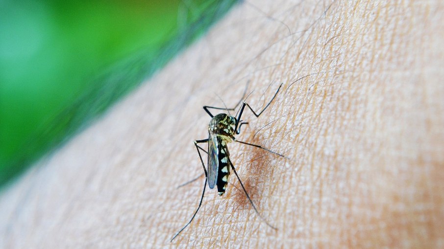 Mosquito Aedes Aegypti é o transmissor da dengue