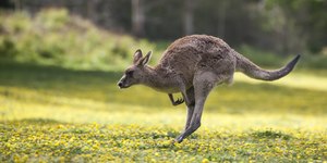 9 coisas que você nunca soube sobre os cangurus