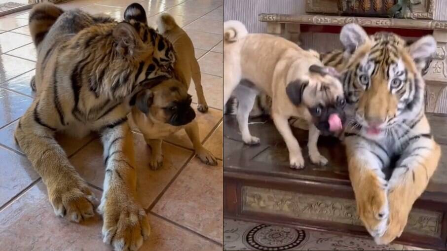 Cachorro e tigre são amigos e sempre brincam juntos