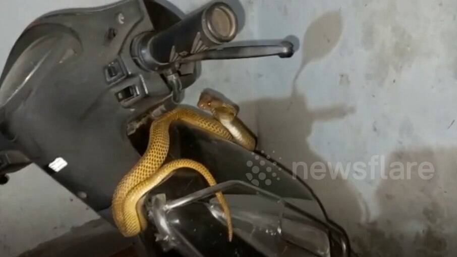 Na Índia, cobra é resgatada após ser encontrada enrolada em moto