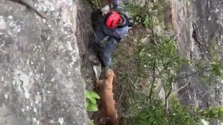 Cachorro caramelo é resgatado após quatro dias preso em pedreira