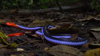 Cobra%20coral%20azul%3A%20a%20serpente%20mais%20bela%20(e%20mortal)%20do%20mundo