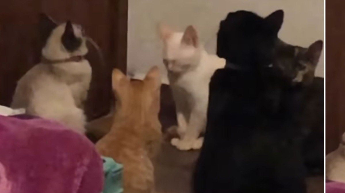 Gatos se reúnem na porta após tutora sair por dois minutos