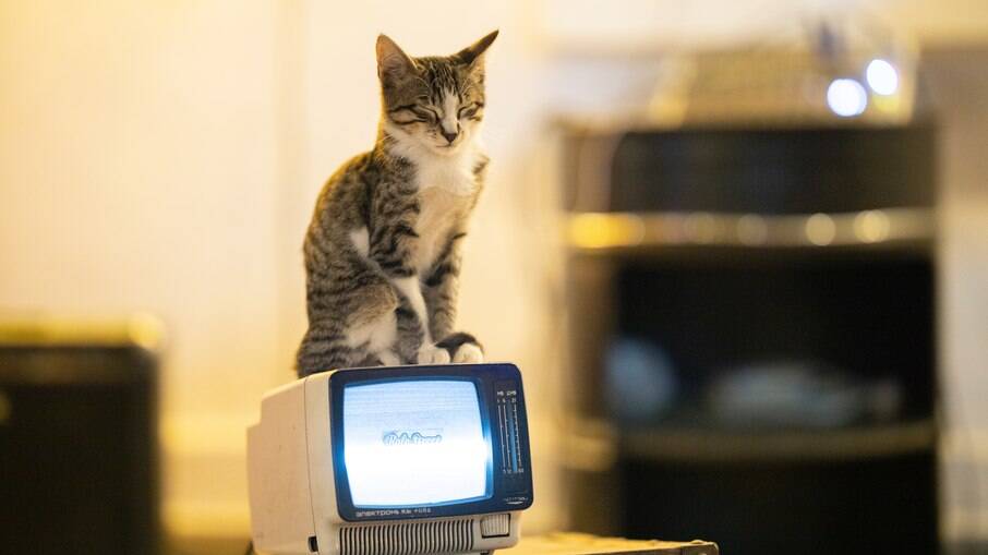 Gatos não somente assistem como interagem com a tela, dependendo do que estiver passando