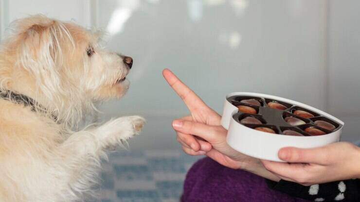 Saiba por que os animais de estimação não podem comer chocolate