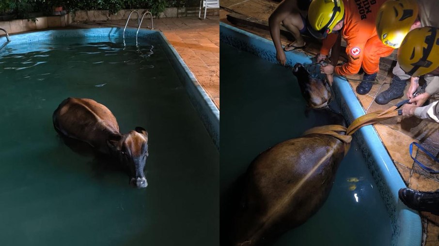Bombeiros resgatam vaca de dentro de piscina em Goianira (GO)
