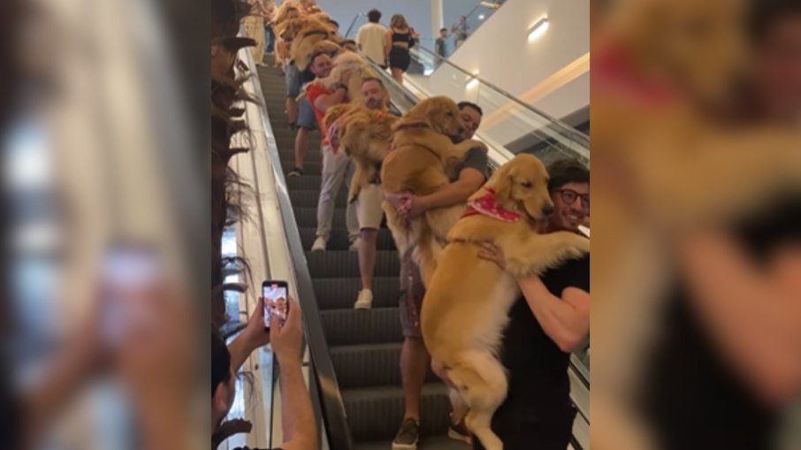 Vídeo de encontro de Goldens em shopping encanta a web Vídeo de encontro de Goldens em shopping encanta a web