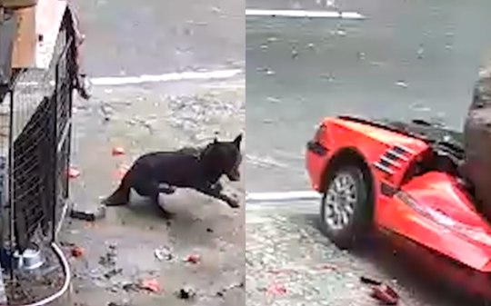 Cadela escapa da morte após rocha de 30 toneladas esmagar carro; assista